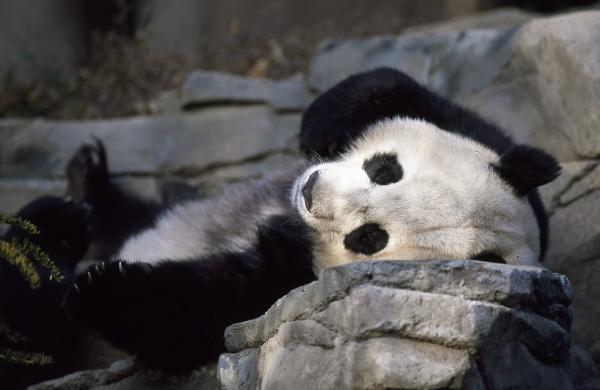 Wszystko o siedlisku niedźwiedzia pandy - Niedźwiedź panda, gatunek zagrożony