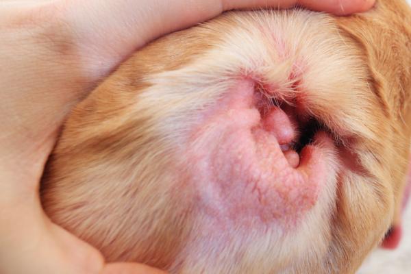 Zapalenie ucha zewnętrznego u psów - Objawy i leczenie - Przyczyny zapalenia ucha zewnętrznego u psów