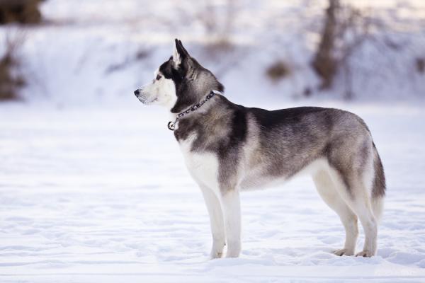 10 ciekawostek na temat husky syberyjskiego - 1. Jest to pies najbardziej podobny do wilka