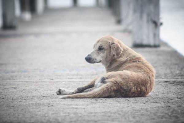Jak długo żyje bezpański pies?  - Średnia długość życia skrócona przez różne choroby