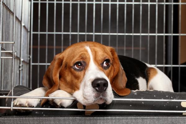 Drożdżowe zapalenie ucha u psów - Objawy i leczenie - Drożdże związane z zapaleniem ucha