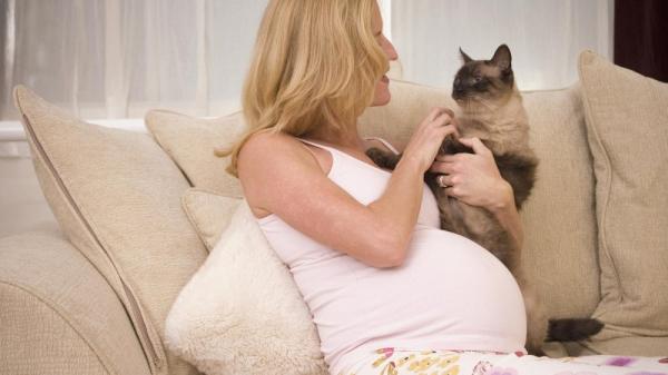 Czy źle jest mieć koty w ciąży?  - Kobiety w ciąży i sierść kota