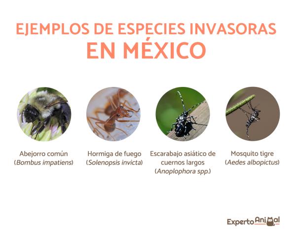 Gatunki inwazyjne w Meksyku - Przykłady - Trzmiel zwyczajny (Bombus niecierpek)