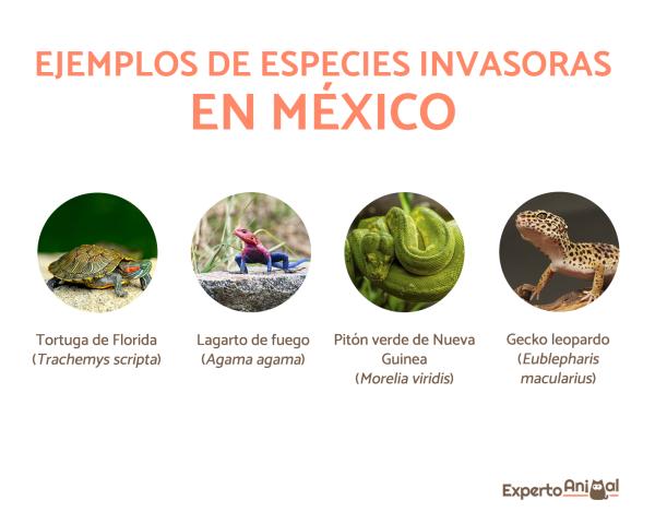 Gatunki inwazyjne w Meksyku - Przykłady - Żółw Florydzki (Trachemys scripta)