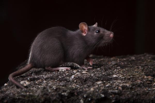 Gatunki inwazyjne w Meksyku - Przykłady - Czarny szczur (Rattus rattus)