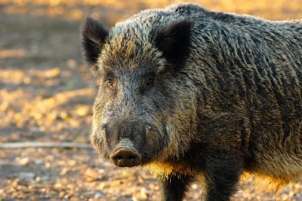 Gatunki inwazyjne w Meksyku - Przykłady - Dzika świnia lub dzik europejski (Sus scrofa)