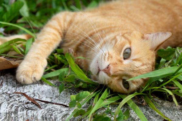 Gatunki inwazyjne w Meksyku - Przykłady - Kot (Felis catus)