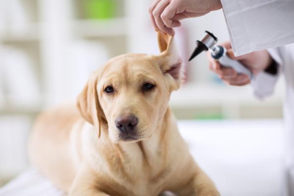 Otohematoma u psów - Przyczyny, leczenie i środki zaradcze - Leczenie otohematoma u psów