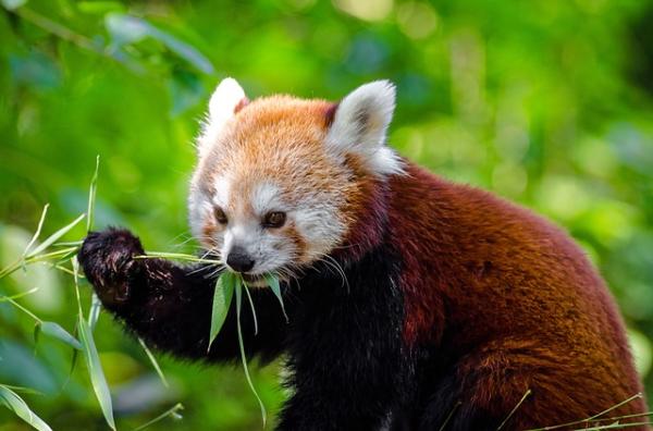 Ciekawostki o czerwonym szopze - Dieta na bazie bambusa