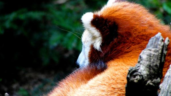 Ciekawostki o czerwonym szopze - Obyczaje czerwonych pand