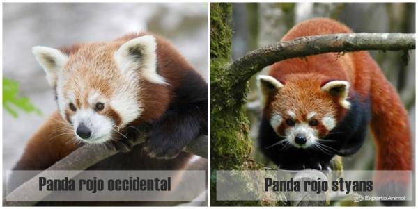 Ciekawostki o czerwonym szopze - Dwa rodzaje czerwonej pandy