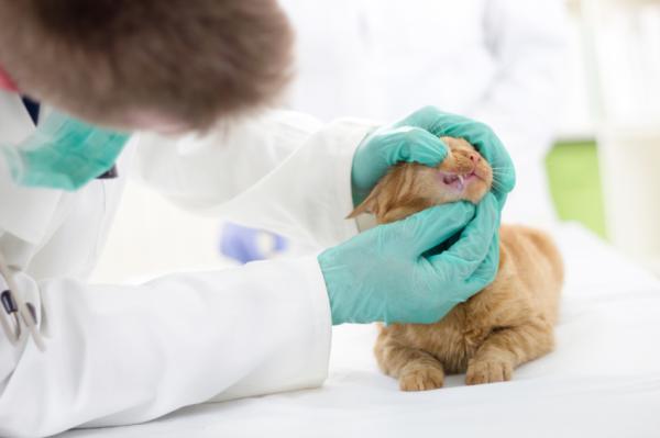 Zapalenie trzustki u kotów - Objawy i leczenie - Jakie są objawy zapalenia trzustki u kotów?