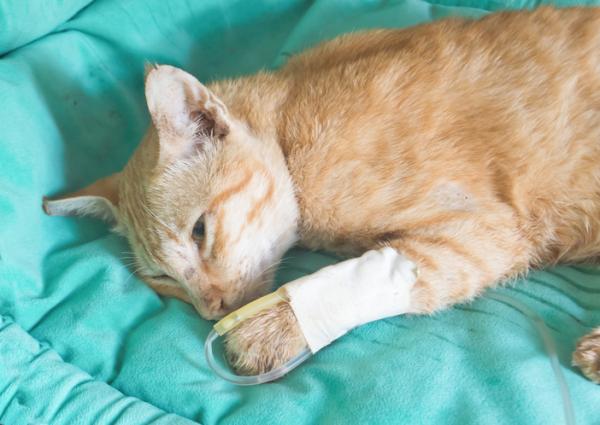 Zapalenie trzustki u kotów - Objawy i leczenie - Leczenie zapalenia trzustki u kotów
