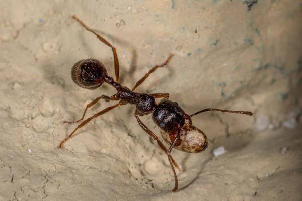 Co jedzą mrówki?  - Karmienie mrówek