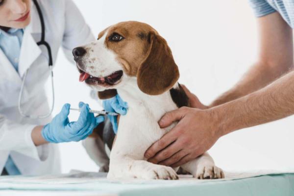 15 błędów popełnianych z psami - 1. Zaniedbanie harmonogramu szczepień