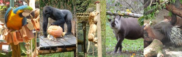 Wzbogacanie środowiska w ogrodach zoologicznych - Rodzaje wzbogacania środowiska