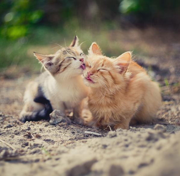 Dlaczego koty się liżą?  - Koty liżą się nawzajem dla przyjacielskiej więzi