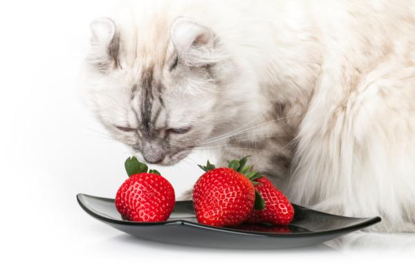 10 zapachów, które przyciągają koty - Zapachy owocowe