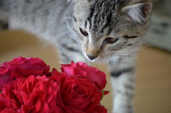 10 zapachów, które przyciągają koty - Aromaty kwiatowe