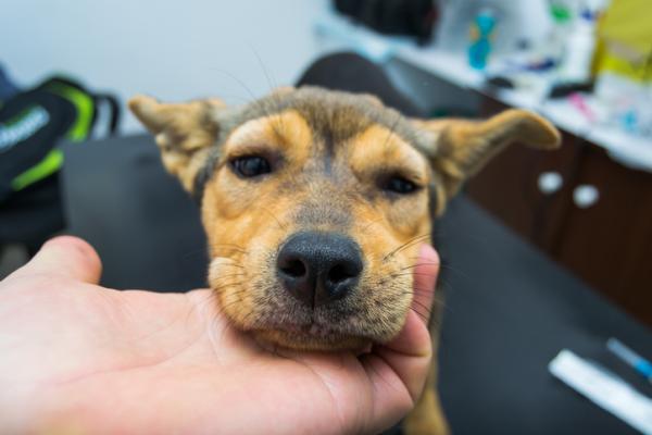 Użądlenie osy u psów - Objawy, leczenie i domowe środki zaradcze - Objawy użądlenia osy u psów