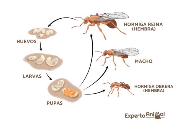 Jak mrówki się rozmnażają?  - Euspołeczeństwo mrówek