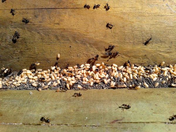 Jak mrówki się rozmnażają?  - Narodziny nowej kolonii