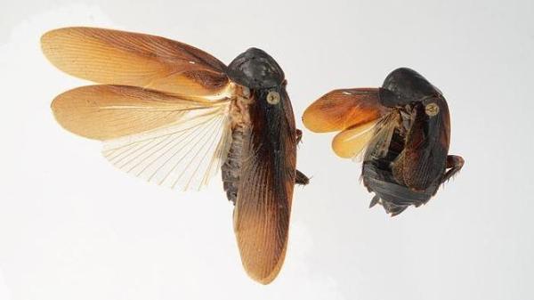 Czy latają karaluchy?  - karaluchy ze skrzydłami i bez skrzydeł