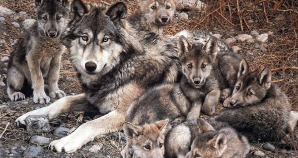 10 zwierząt najbardziej wiernych swojemu partnerowi - Gray Wolf