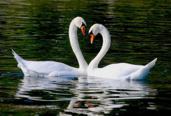 10 zwierząt najwierniejszych swojemu partnerowi - Swan