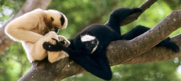 10 zwierząt najwierniejszych swojemu partnerowi - Gibbon