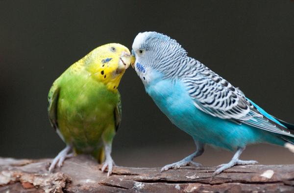 10 zwierząt najbardziej wiernych swojemu partnerowi - Parakeet