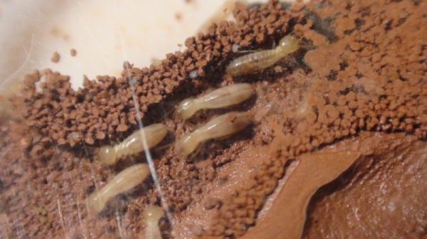 10 zwierząt najwierniejszych swojemu partnerowi - Termite