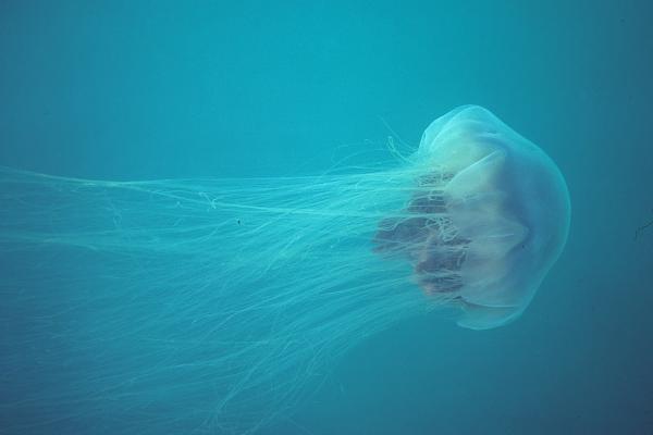 Największa meduza na świecie - Charakterystyka 