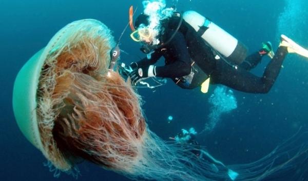 Największa meduza na świecie - Siedlisko największej meduzy na świecie