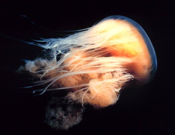 Największa meduza na świecie - Zachowanie i reprodukcja