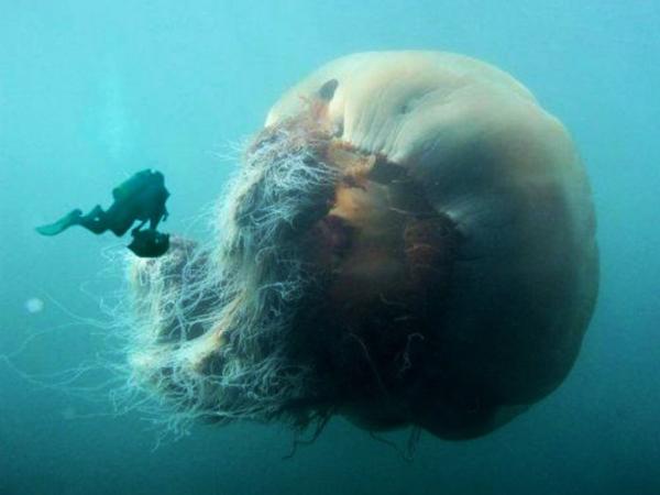 Największa meduza na świecie - Ciekawostki największej meduzy na świecie