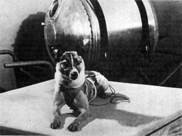 10 ciekawostek o psach, których nie można przegapić - 3. Pierwszym astronautą... był pies o imieniu Laika!