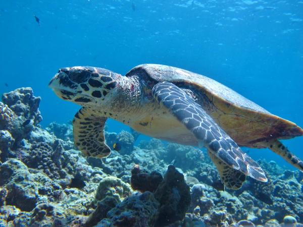 Fauna morska Meksyku - żółw szylkretowy