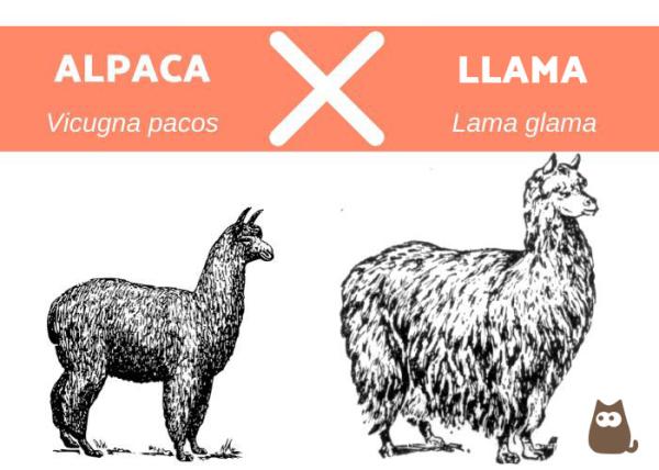 Różnice między lamą a alpaką - Różnica między lamą a alpaką