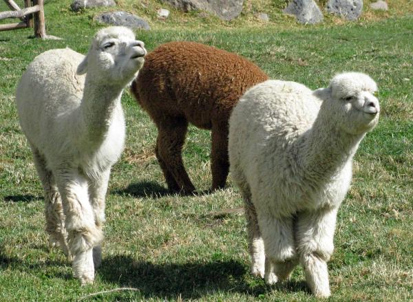 Różnice między lamą a alpaką - Charakterystyka alpak (Vicugna pacos)