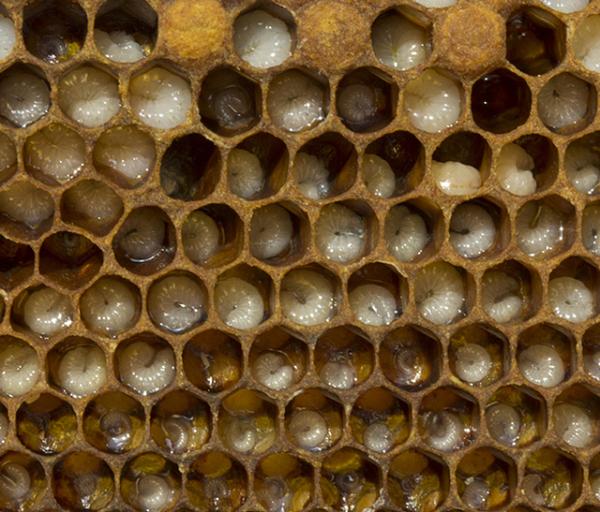 Jak rodzą się pszczoły?  Ile czasu zajmuje królowa pszczół znoszenie jaj?