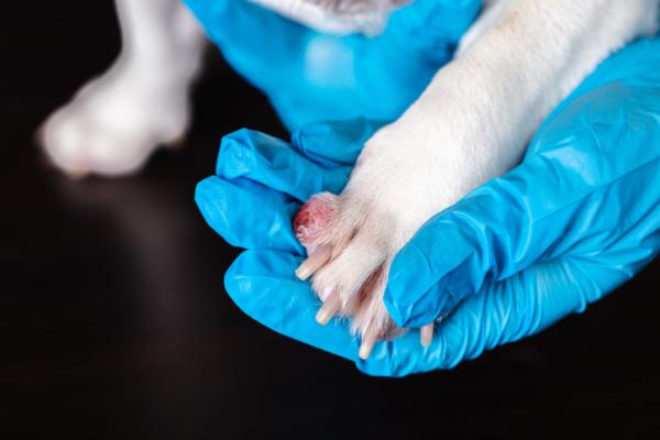 Pododermatitis u psów - Objawy i leczenie - Objawy pododermititis u psów