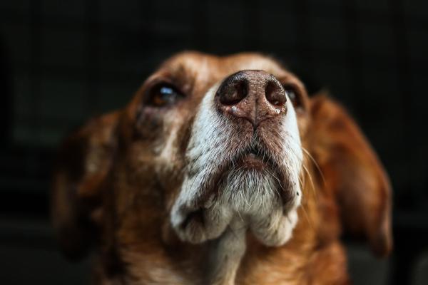 10 mitów o psach, które warto znać - 3. Jeśli mój pies ma suchy nos, to znaczy, że jest chory