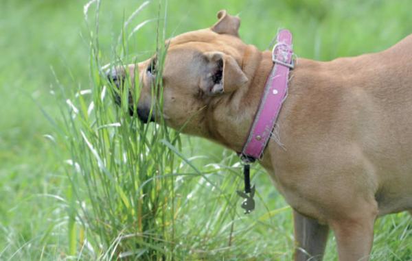 10 mitów na temat psów, które powinieneś znać - 4. Psy jedzą trawę, aby się oczyścić