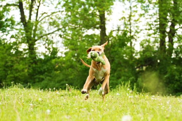 10 mitów na temat psów, które powinieneś znać - 7. Psy Ppp blokują szczęki podczas gryzienia