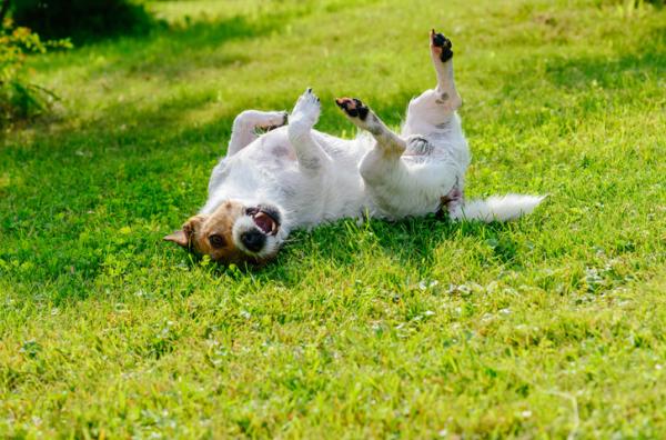 Pozy szczęśliwego psa – tarza się w trawie