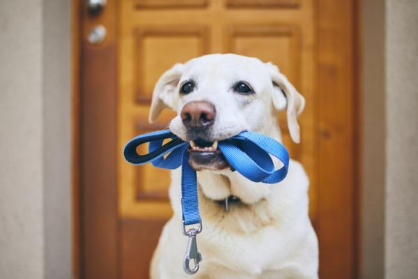 Pozy szczęśliwego psa – ekscytacja na spacer