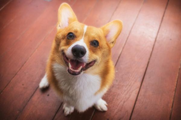 Pozy szczęśliwego psa – Twój pies się uśmiecha