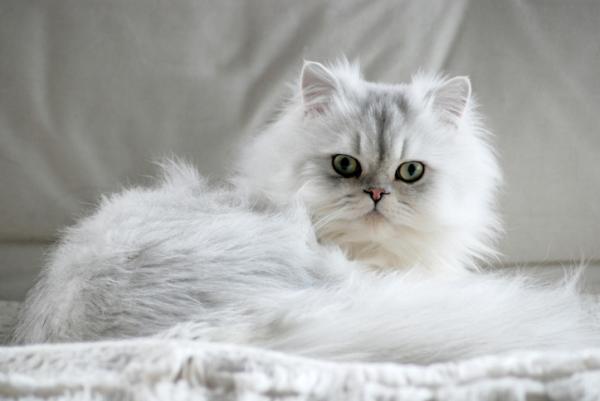 12 pięknych ras kotów - 4. Kot perski