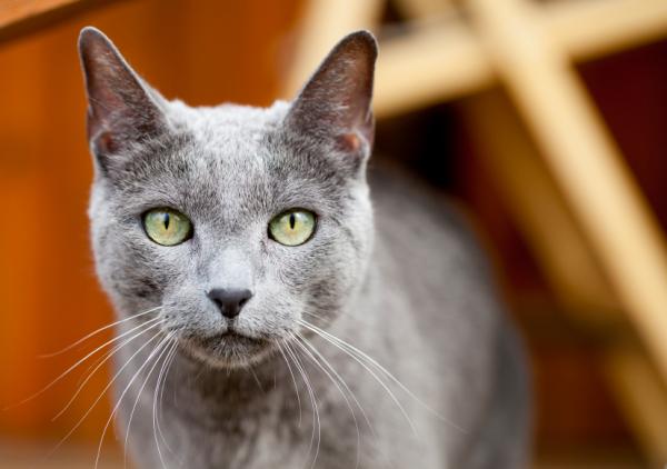 12 pięknych ras kotów - 8. Kot rosyjski niebieski